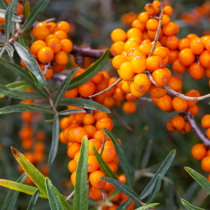 i_SeaBuckthorn_Stock-626156880