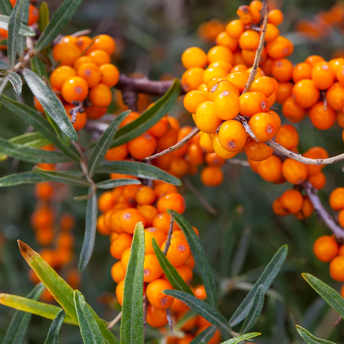 i_SeaBuckthorn_Stock-626156880