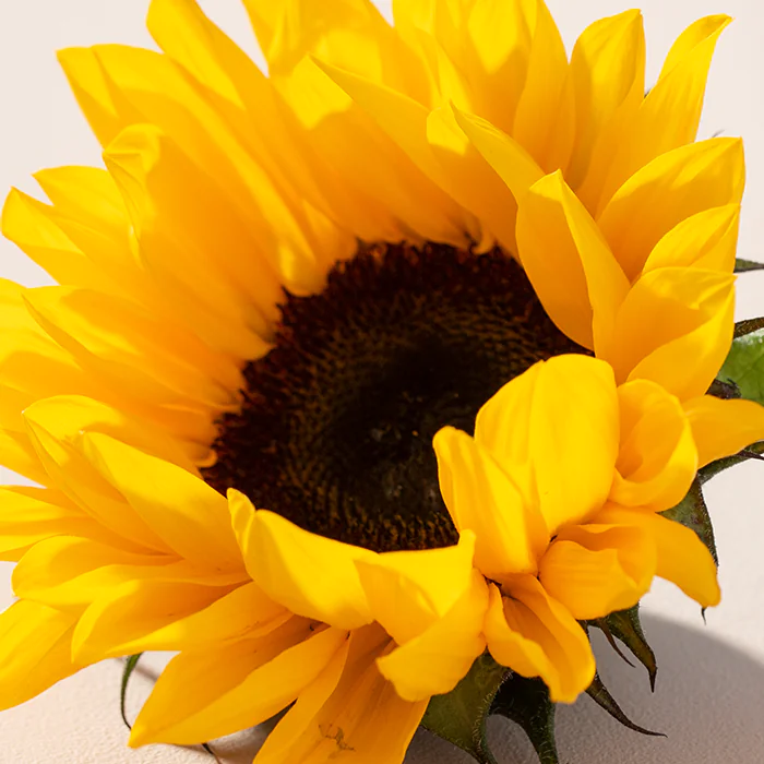 i_Sunflower_JBP5290_NewNordic_Maj_19_20_20_594
